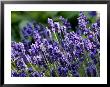 Lavandula Angustifolia (Lavender), Blue Flowers In Dappled Sunlight by Susie Mccaffrey Limited Edition Print