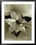 Top View Of Plant, Sepia Tone by Cheryl Clegg Limited Edition Print