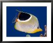 Saddleback Butterflyfish, Hawaii by David B. Fleetham Limited Edition Print