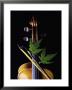 Violin With Maple Twig by Howard Sokol Limited Edition Pricing Art Print