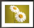 White Daisies by Masa Kono Limited Edition Pricing Art Print