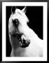 White Horse In Stall by Tim Lynch Limited Edition Print