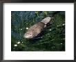 Beaver, Usa by Mary Plage Limited Edition Print
