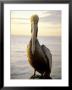 Pelican Sitting On A Wood Post by Fogstock Llc Limited Edition Print