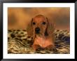 Dachshund Lying On Animal Print Blanket by Henryk T. Kaiser Limited Edition Pricing Art Print