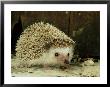 Four-Toed Hedgehog, England, Uk by Les Stocker Limited Edition Print