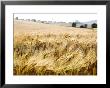 Field Of Wheat In Summer, West Berkshire, Uk by Philip Tull Limited Edition Print