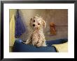 Little Wet Maltese In Bath Tub by Henryk T. Kaiser Limited Edition Print