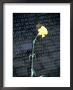 Vietnam War Memorial, Washington Dc by Jennifer Broadus Limited Edition Print