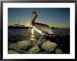 Brown Pelican, Baja California, Mexico by Tobias Bernhard Limited Edition Print