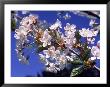 Close-Up Of Cherry Blossom Branch by Donald Higgs Limited Edition Pricing Art Print