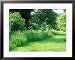 Wild Garden With Young Large Leaf Lime Tree Planted Amongst Long Grass And Wildflowers by Lynn Keddie Limited Edition Print