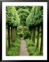 Pleached Lime Trees Either Side Of Pathway Leading To Gate, At Alderley Grange, Gloucestershire by Mark Bolton Limited Edition Print