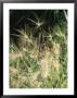 Hordeum Jubatum (Grass Seed Head) September by Mark Bolton Limited Edition Print