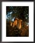 Mushroom, Boletus, Borowiki by Henryk T. Kaiser Limited Edition Print