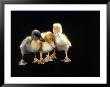 Three Baby Ducks Standing by Martin Folb Limited Edition Print