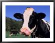 Holstein Cow Sticking Its Tongue Out by Lynn M. Stone Limited Edition Print
