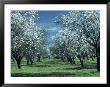 Almond Grove In Bloom by Mick Roessler Limited Edition Pricing Art Print