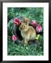Rabbit Sitting Near Flowers by Richard Stacks Limited Edition Print
