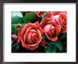 Rosa Meicobuis (Rosa Terracotta) by Michele Lamontagne Limited Edition Print