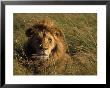 Lion In Long Grass, Masai Mara National Park, Kenya by Michele Burgess Limited Edition Print