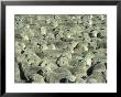 Herd Of Sheep by Mitch Diamond Limited Edition Print