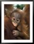 Baby Sumatran Orangutan, Indonesia by Robert Franz Limited Edition Pricing Art Print