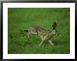 Black-Tailed Jackrabbit Running, Texas by Alan And Sandy Carey Limited Edition Print