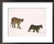 Mountain Lion, With Cub In Snow, Usa by Mary Plage Limited Edition Pricing Art Print