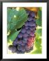 Close-Up Of Grapes In Vineyard by Donald Higgs Limited Edition Print