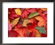Fall Leaves by Robert Houser Limited Edition Print