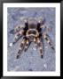 Tarantula, Michoacan State, Mexico by Rick Strange Limited Edition Pricing Art Print