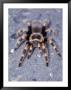 Tarantula, Michoacan State, Mexico by Rick Strange Limited Edition Print