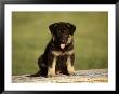 German Shepherd Puppy by Frank Siteman Limited Edition Pricing Art Print