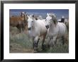 Horses From Sombrero Herd Walking In Grass by Bob Trehearne Limited Edition Pricing Art Print