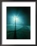 Backlit Tree In Park At Night by William Swartz Limited Edition Print
