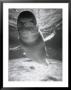 Beluga Whale Swimming In Water by Henry Horenstein Limited Edition Print
