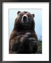 Grizzly Bear Standing Up by Mark Newman Limited Edition Pricing Art Print