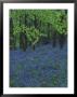 Bluebells, En Masse In Beech Woodland, Uk by Mark Hamblin Limited Edition Print