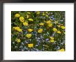 Dandelions, And Wood Forget-Me-Not, Spring Flowers by Bob Gibbons Limited Edition Print