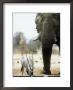 Gemsbok, Drinking With Elephant, Namibia by Patricio Robles Gil Limited Edition Print