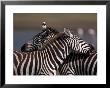 Burchell's Zebras, Equus Burchelli, Tanzania by Robert Franz Limited Edition Pricing Art Print