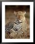 Leopard, East Africa by Elizabeth Delaney Limited Edition Print