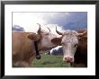 Simmental Cows, Switzerland by Lynn M. Stone Limited Edition Pricing Art Print