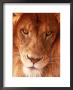 Close-Up Of Lion's Face by Tim Lynch Limited Edition Print