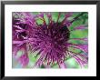 Centaurea Scabiosa by Chris Burrows Limited Edition Pricing Art Print