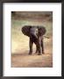 African Elephant Baby (Loxodonta Africana) by Elizabeth Delaney Limited Edition Pricing Art Print