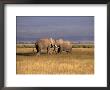 Elephants Play Fighting, Amboseli National Park, Kenya by Michele Burgess Limited Edition Pricing Art Print