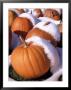 Pumpkins In Snow by Jim Mcguire Limited Edition Print