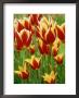 Tulipa Synaeda King (Tulip), Close-Up Of Red And Yellow Flowers by Mark Bolton Limited Edition Pricing Art Print
